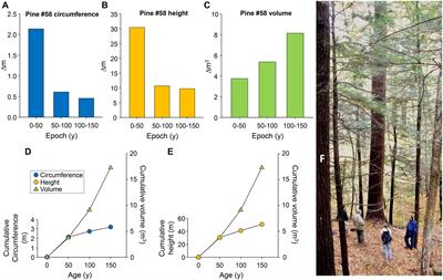 Older Eastern White Pine Trees and Stands Accumulate Carbon for Many Decades and Maximize Cumulative Carbon